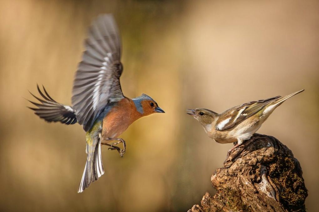 Colorful bird perched calmly