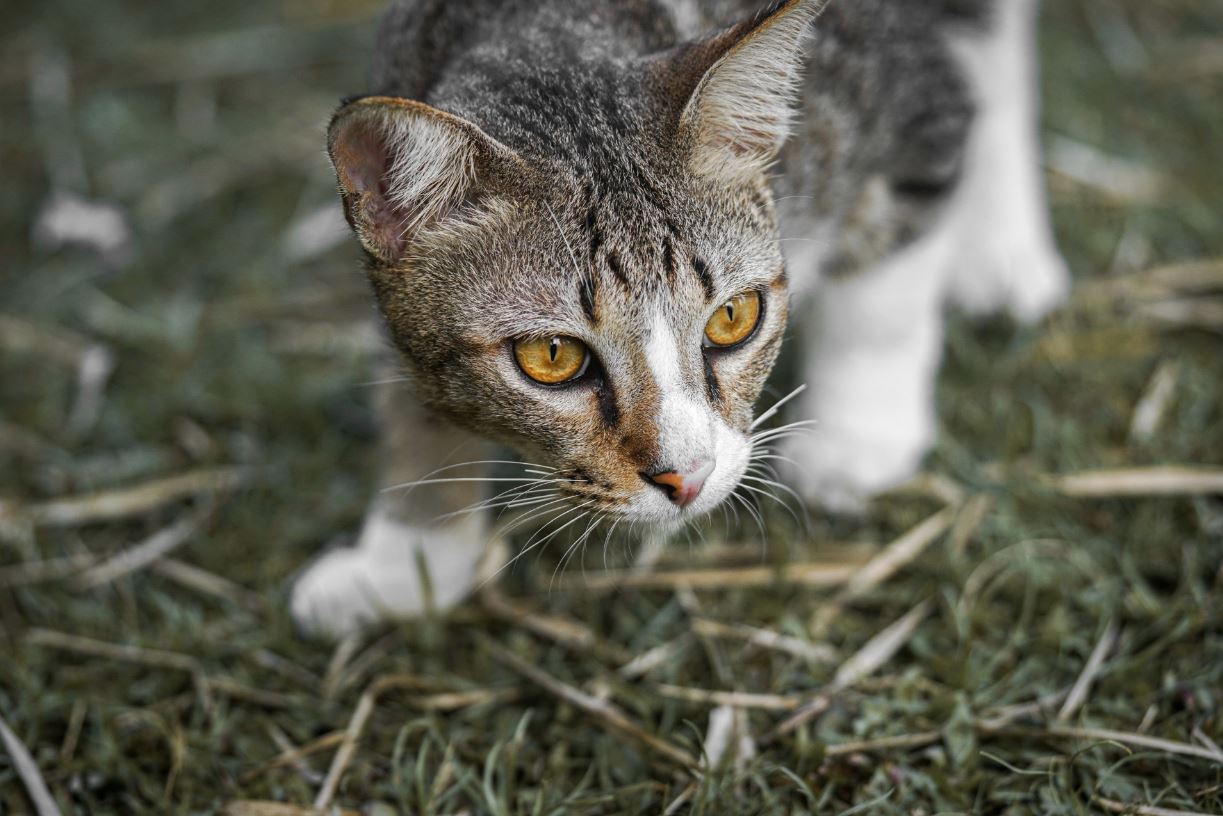 Cat resting peacefully