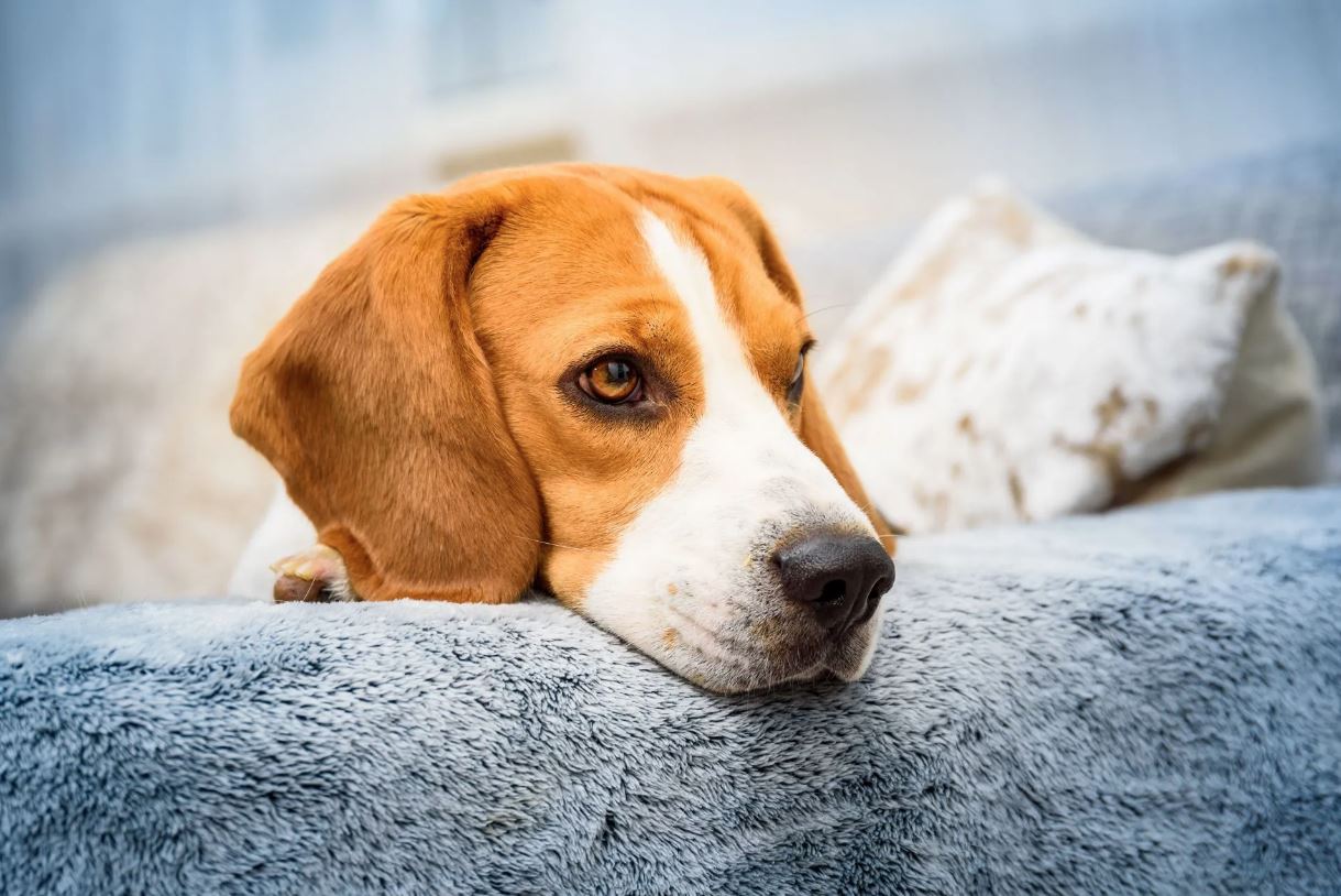 Friendly dog looking upward