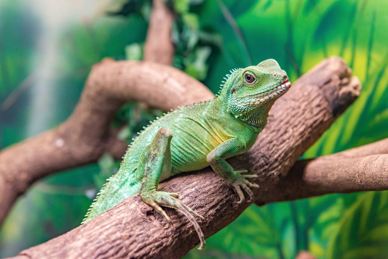 Reptile resting on a warm surface